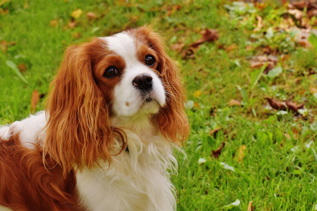 cavalier king charles mal et femelle