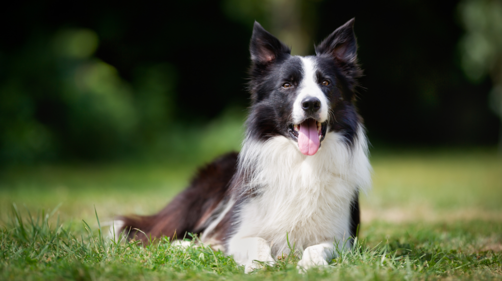 Le Border Collie