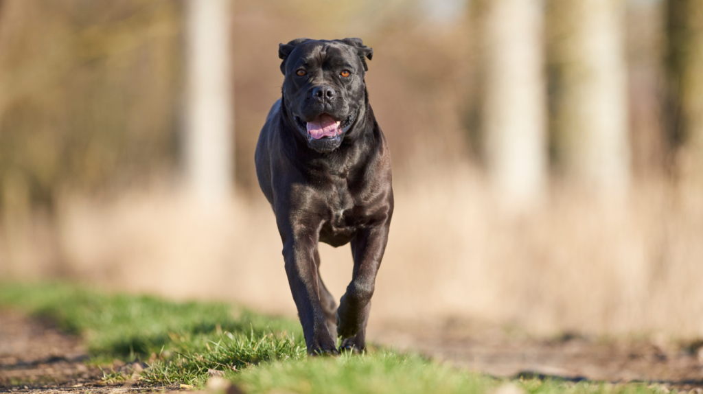 cane corso