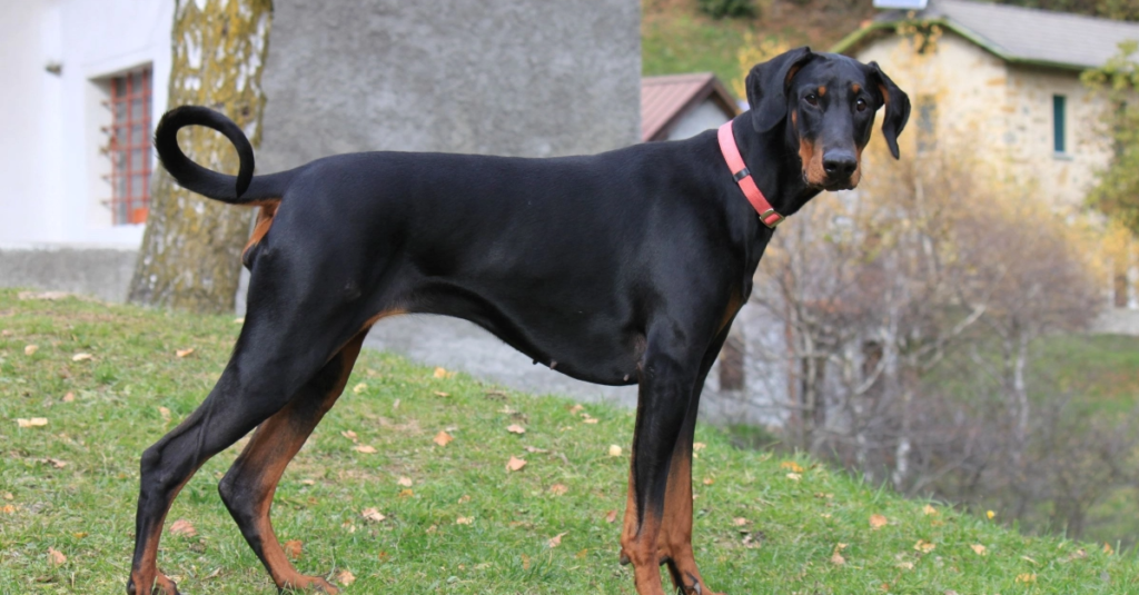 doberman blanc