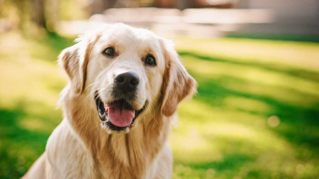 golden retrievers