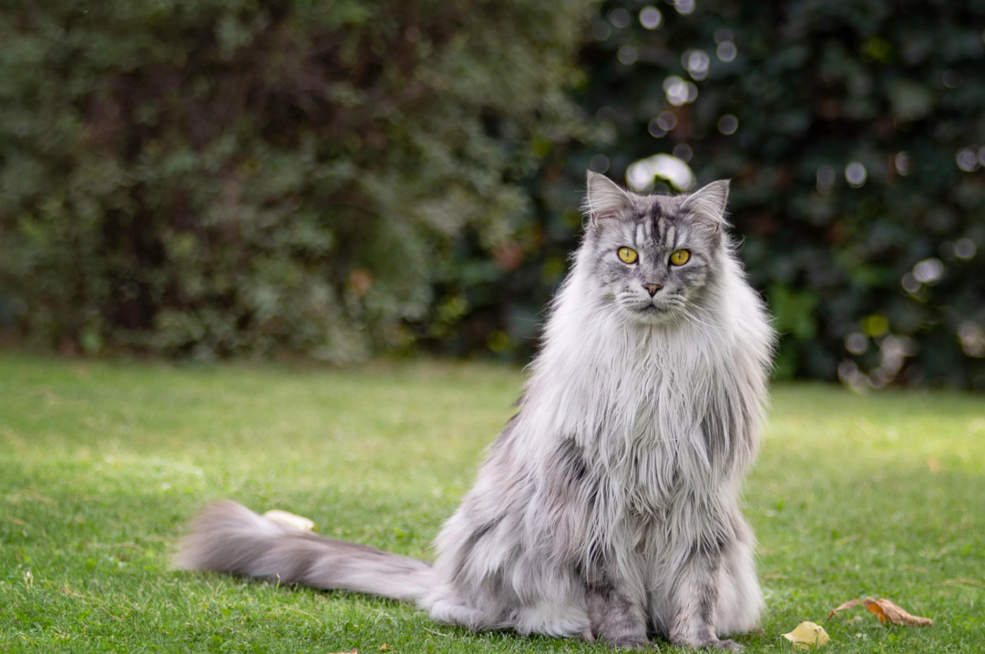 Le Maine Coon, un chat de race affectueux et imposant